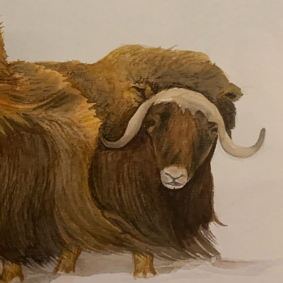 Inuit Art litho of two Muskox, signed, 24x36 inches - Picture 4 of 9